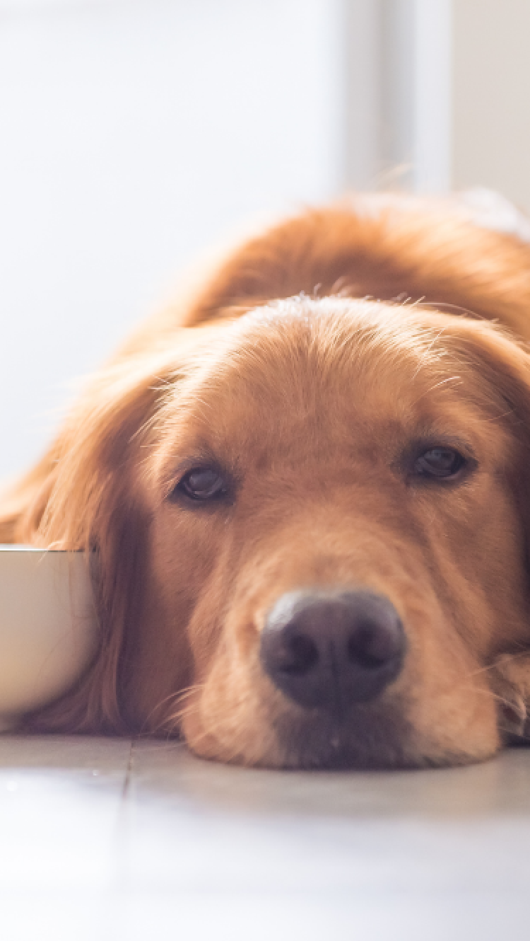 犬がこちらを見つめている様子